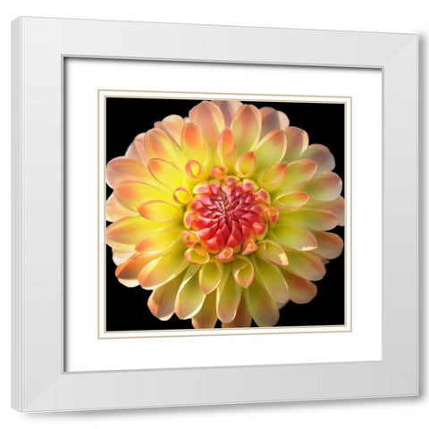 Dahlia 27 White Modern Wood Framed Art Print with Double Matting by Foschino, Suzanne