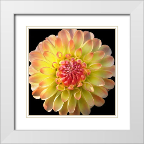 Dahlia 27 White Modern Wood Framed Art Print with Double Matting by Foschino, Suzanne