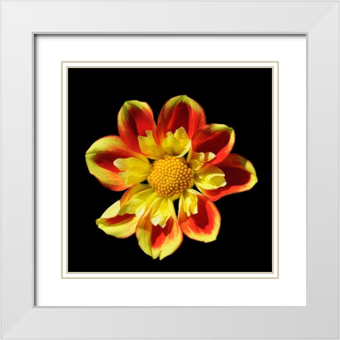 Dahlia 12 A White Modern Wood Framed Art Print with Double Matting by Foschino, Suzanne