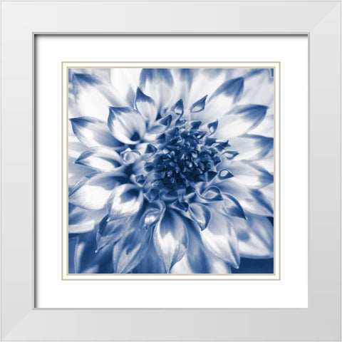 Navy Dahlia 2 White Modern Wood Framed Art Print with Double Matting by Foschino, Suzanne