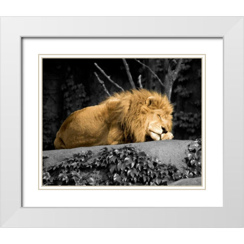 Lion White Modern Wood Framed Art Print with Double Matting by Donovan, Kelly