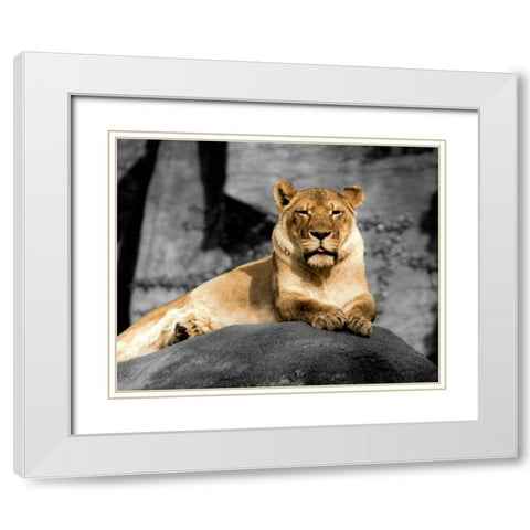 Lioness White Modern Wood Framed Art Print with Double Matting by Donovan, Kelly