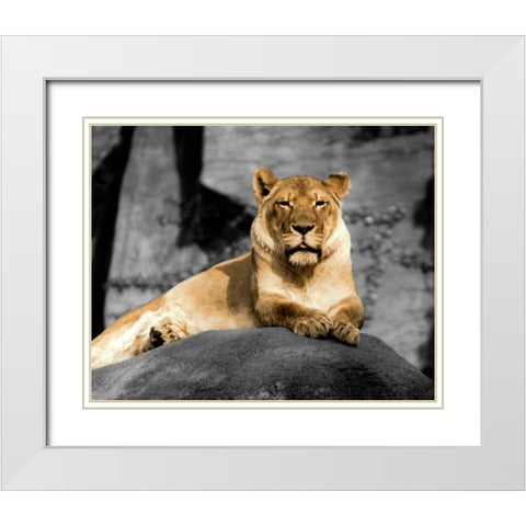 Lioness White Modern Wood Framed Art Print with Double Matting by Donovan, Kelly