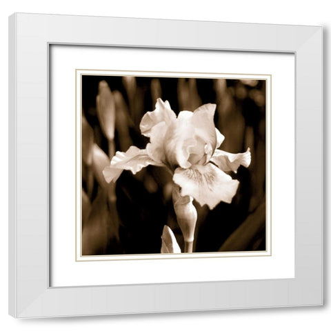 Veronicas Garden I White Modern Wood Framed Art Print with Double Matting by Donovan, Kelly
