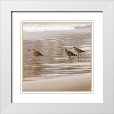 Shore Birds I White Modern Wood Framed Art Print with Double Matting by Delimont, Danita
