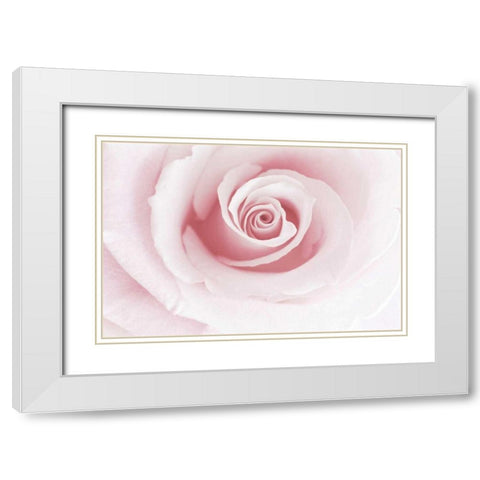 Rose Embrace White Modern Wood Framed Art Print with Double Matting by Delimont, Danita