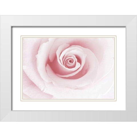 Rose Embrace White Modern Wood Framed Art Print with Double Matting by Delimont, Danita