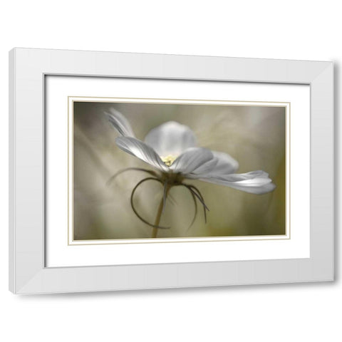 Champagne in White Modern Wood Framed Art Print with Double Matting by Delimont, Danita