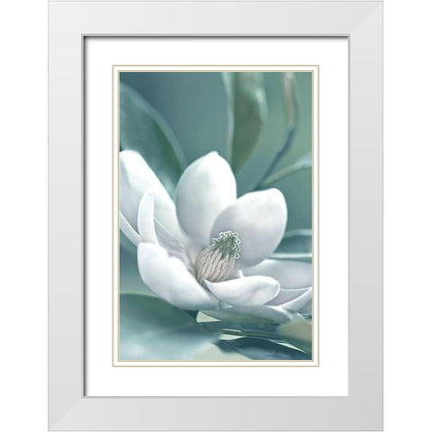 Magnolia Morning White Modern Wood Framed Art Print with Double Matting by Delimont, Danita