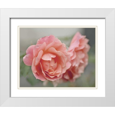 Cottage Climber White Modern Wood Framed Art Print with Double Matting by Delimont, Danita