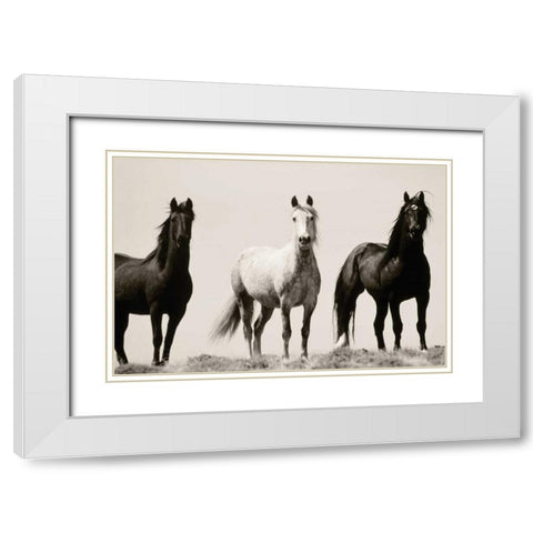 Wild Stallions White Modern Wood Framed Art Print with Double Matting by Delimont, Danita