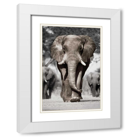 Botswana Patriarch White Modern Wood Framed Art Print with Double Matting by Delimont, Danita