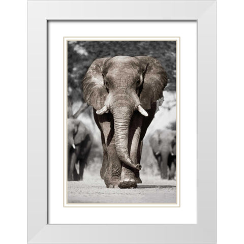 Botswana Patriarch White Modern Wood Framed Art Print with Double Matting by Delimont, Danita