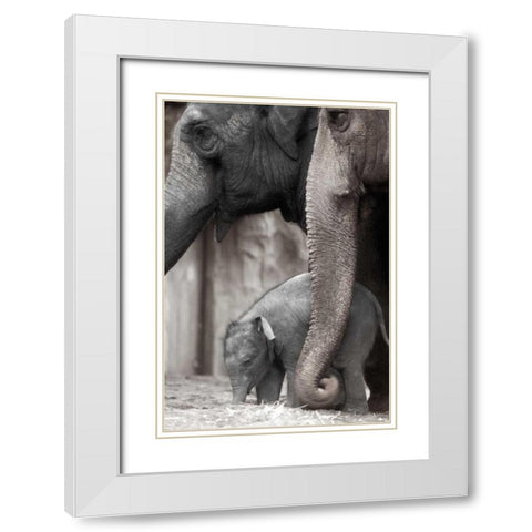 Family Moment White Modern Wood Framed Art Print with Double Matting by Delimont, Danita