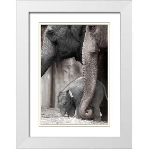Family Moment White Modern Wood Framed Art Print with Double Matting by Delimont, Danita