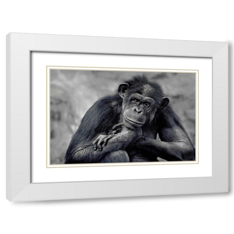 Captivated White Modern Wood Framed Art Print with Double Matting by Delimont, Danita