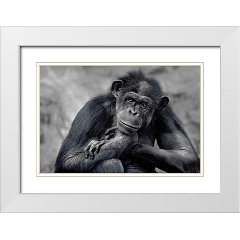 Captivated White Modern Wood Framed Art Print with Double Matting by Delimont, Danita