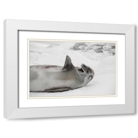 Laughing Seal White Modern Wood Framed Art Print with Double Matting by Delimont, Danita