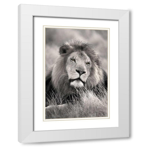 Pride of the White Modern Wood Framed Art Print with Double Matting by Delimont, Danita