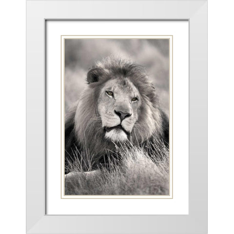 Pride of the White Modern Wood Framed Art Print with Double Matting by Delimont, Danita
