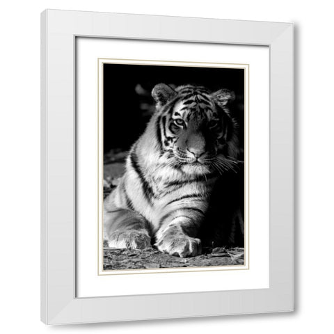 Tiger Repose White Modern Wood Framed Art Print with Double Matting by Delimont, Danita