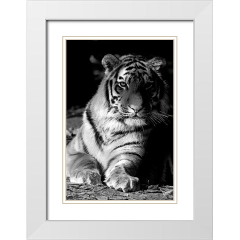 Tiger Repose White Modern Wood Framed Art Print with Double Matting by Delimont, Danita