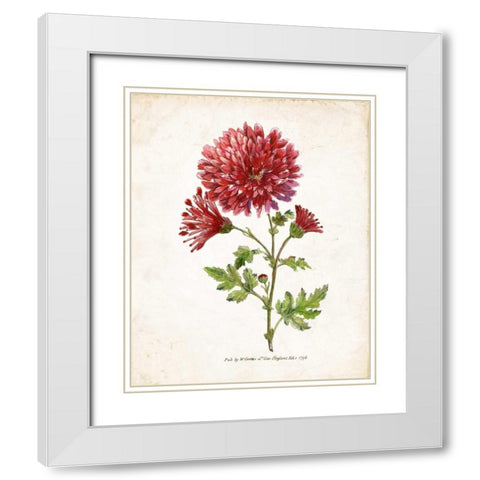 Botanical III White Modern Wood Framed Art Print with Double Matting by Nan