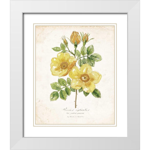 Botanical IV White Modern Wood Framed Art Print with Double Matting by Nan