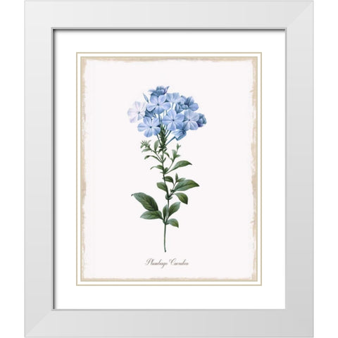 Cape Leadwort White Modern Wood Framed Art Print with Double Matting by Donovan, Kelly