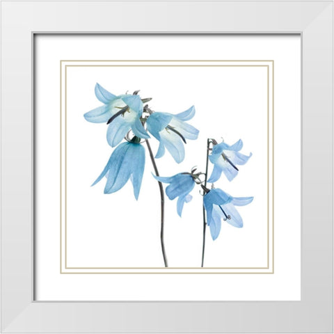 Gorgeous Blue IV White Modern Wood Framed Art Print with Double Matting by Delimont, Danita