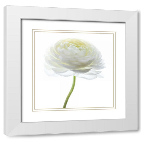 White Beauty I White Modern Wood Framed Art Print with Double Matting by Delimont, Danita