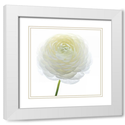 White Beauty IV White Modern Wood Framed Art Print with Double Matting by Delimont, Danita