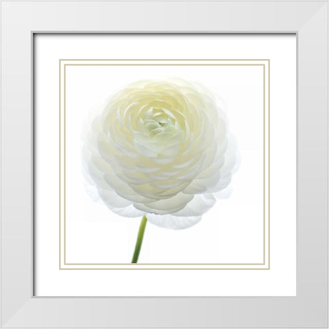 White Beauty IV White Modern Wood Framed Art Print with Double Matting by Delimont, Danita