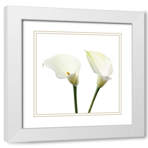 White Beauty V White Modern Wood Framed Art Print with Double Matting by Delimont, Danita