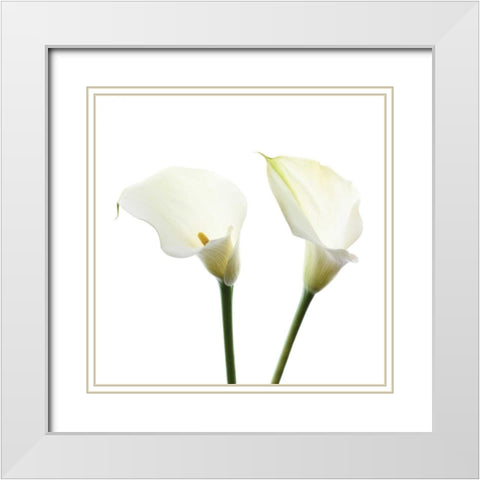 White Beauty V White Modern Wood Framed Art Print with Double Matting by Delimont, Danita