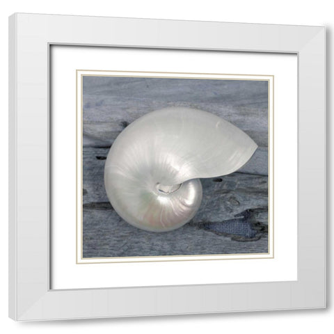 Driftwood Shell I White Modern Wood Framed Art Print with Double Matting by Delimont, Danita
