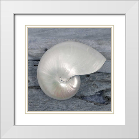 Driftwood Shell I White Modern Wood Framed Art Print with Double Matting by Delimont, Danita