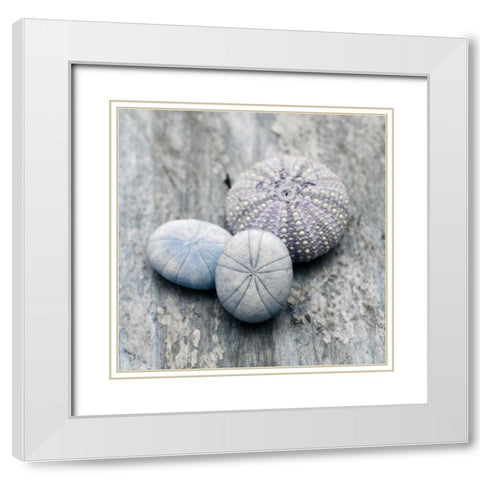 Driftwood Shell III White Modern Wood Framed Art Print with Double Matting by Delimont, Danita