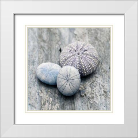 Driftwood Shell III White Modern Wood Framed Art Print with Double Matting by Delimont, Danita