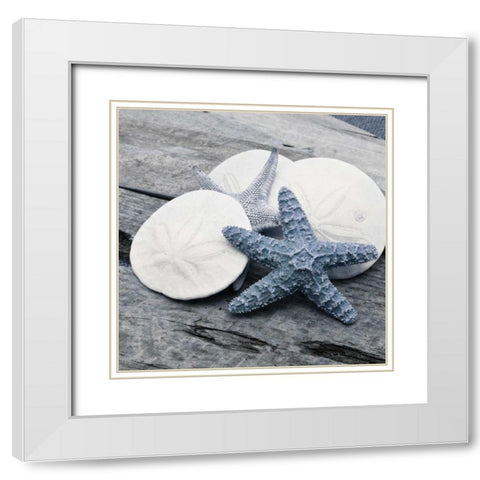 Driftwood Shell IV White Modern Wood Framed Art Print with Double Matting by Delimont, Danita