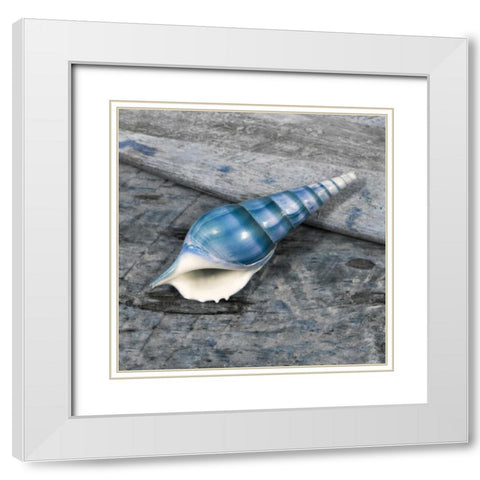 Driftwood Shell V White Modern Wood Framed Art Print with Double Matting by Delimont, Danita