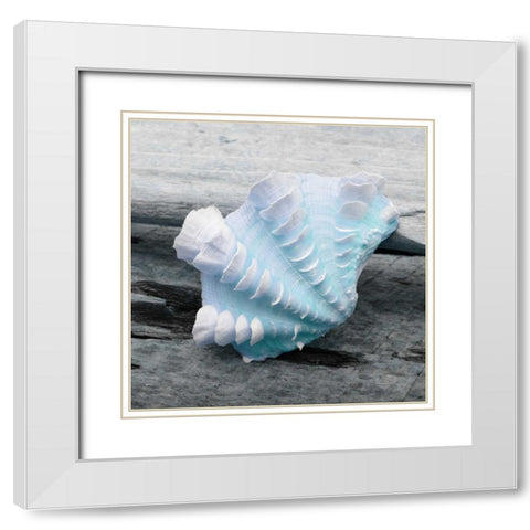 Driftwood Shell VI White Modern Wood Framed Art Print with Double Matting by Delimont, Danita