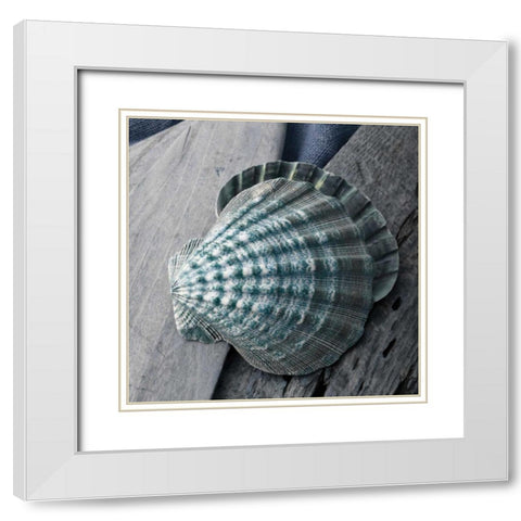 Driftwood Shell VII White Modern Wood Framed Art Print with Double Matting by Delimont, Danita