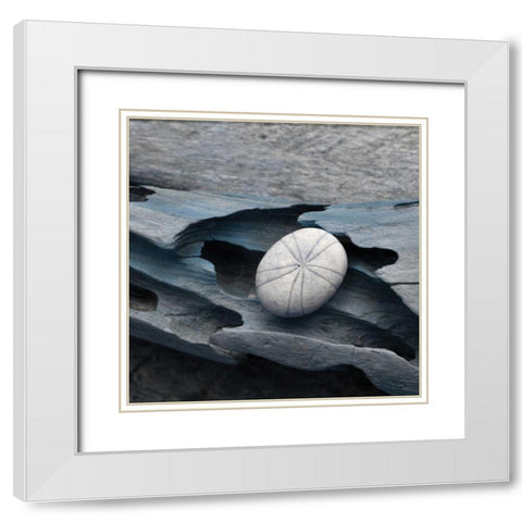 Driftwood Shell VIII White Modern Wood Framed Art Print with Double Matting by Delimont, Danita