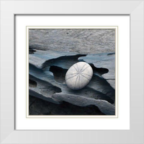 Driftwood Shell VIII White Modern Wood Framed Art Print with Double Matting by Delimont, Danita