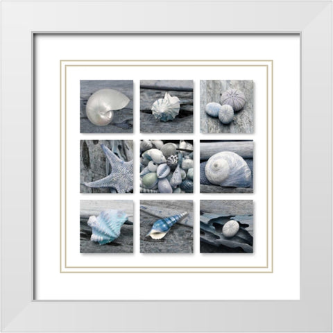 Driftwood Shell White Modern Wood Framed Art Print with Double Matting by Delimont, Danita