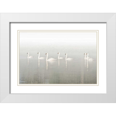 Seven Swans White Modern Wood Framed Art Print with Double Matting by Van de Goor, Lars
