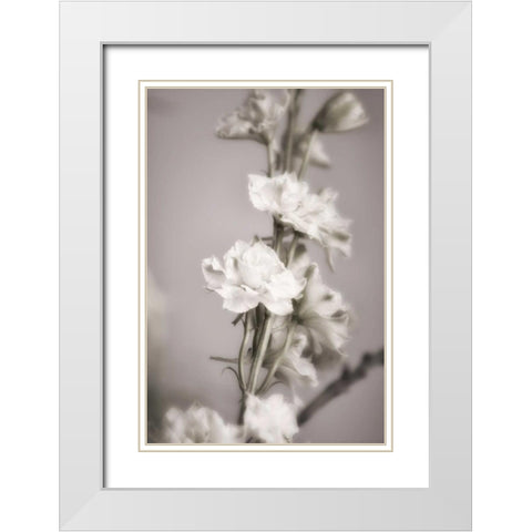 Jardin dArgent II White Modern Wood Framed Art Print with Double Matting by Delimont, Danita