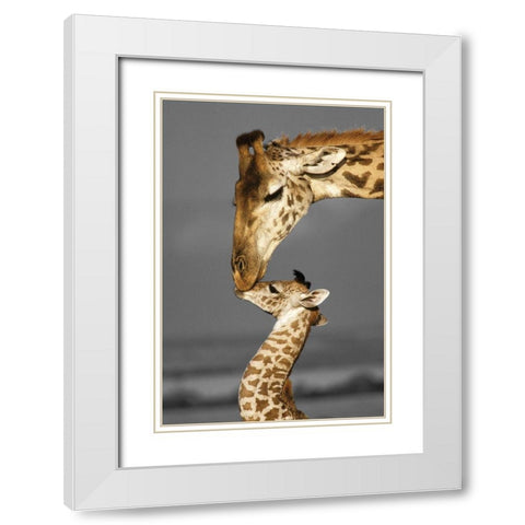 Masai Mara Giraffe White Modern Wood Framed Art Print with Double Matting by Delimont, Danita