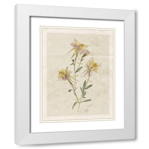 Pressed Columbine White Modern Wood Framed Art Print with Double Matting by Robinson, Carol
